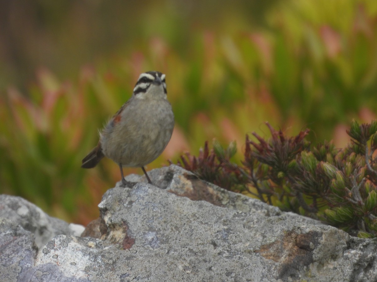 kappspurv - ML643868651