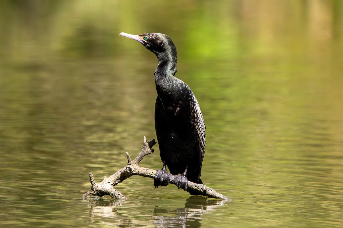 Little Black Cormorant - ML643868673