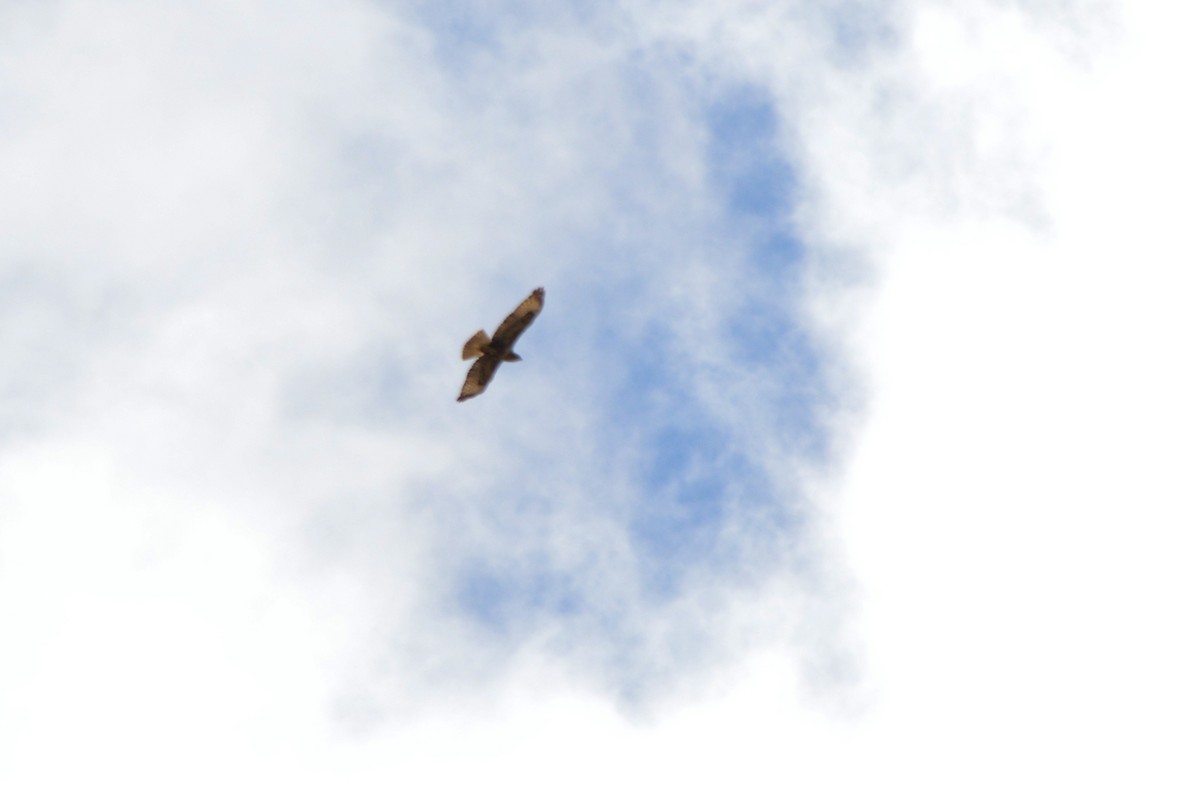 Common Buzzard - ML643868674