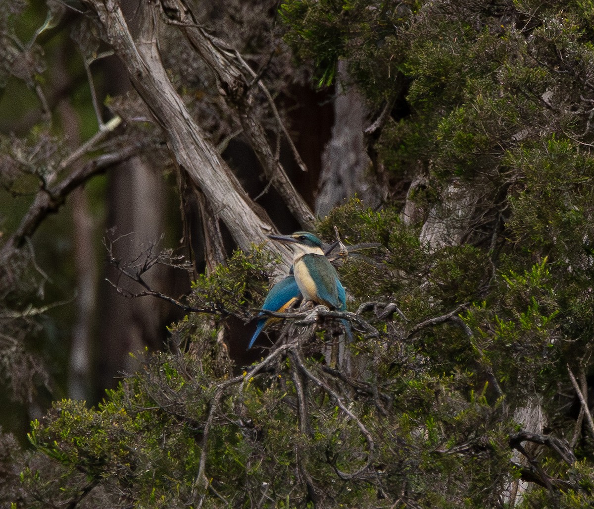 Sacred Kingfisher - ML643868675