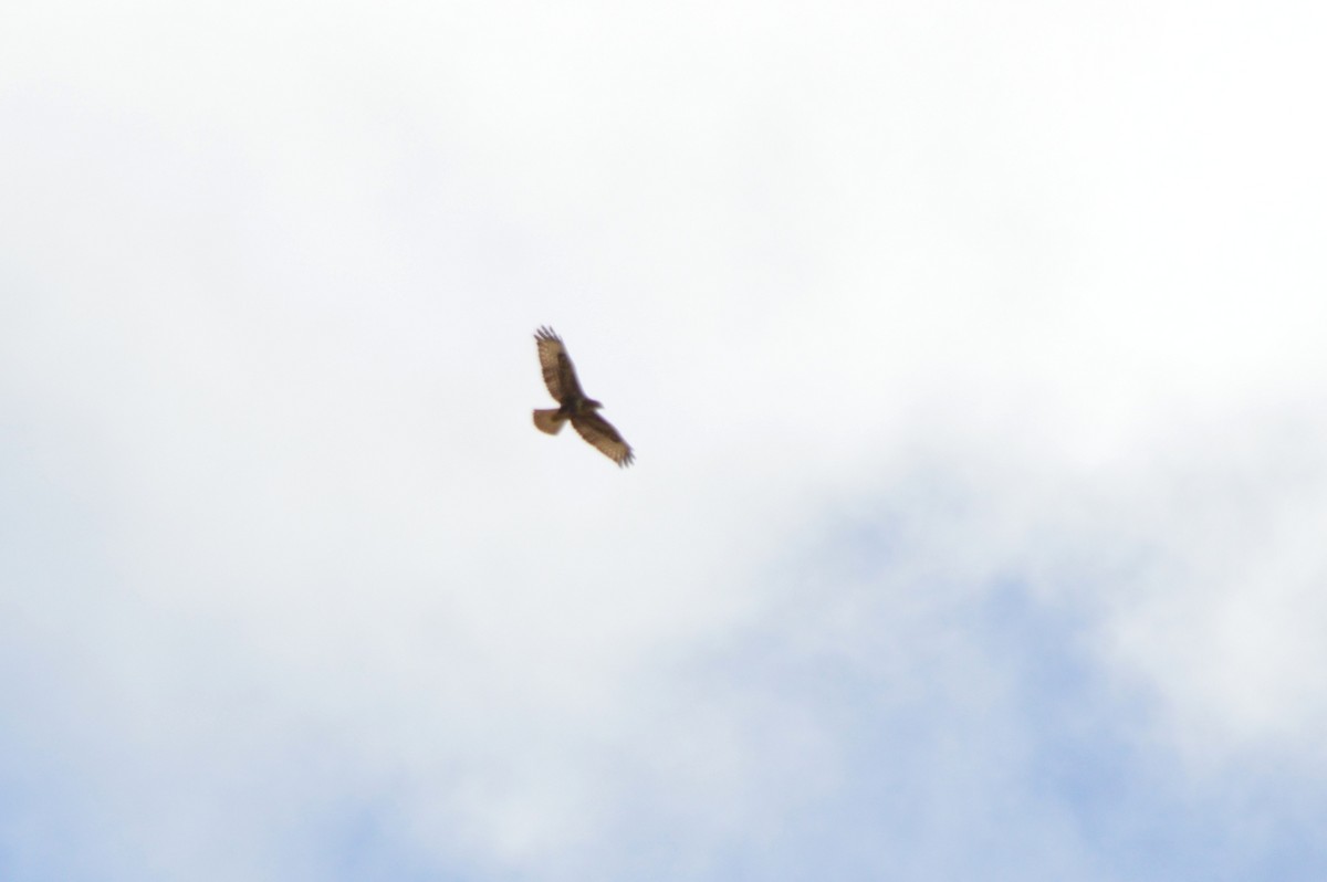 Common Buzzard - ML643868676