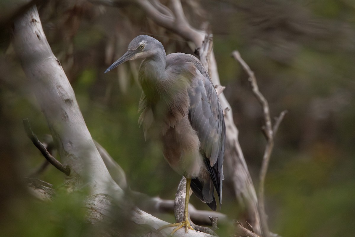 White-faced Heron - ML643868681