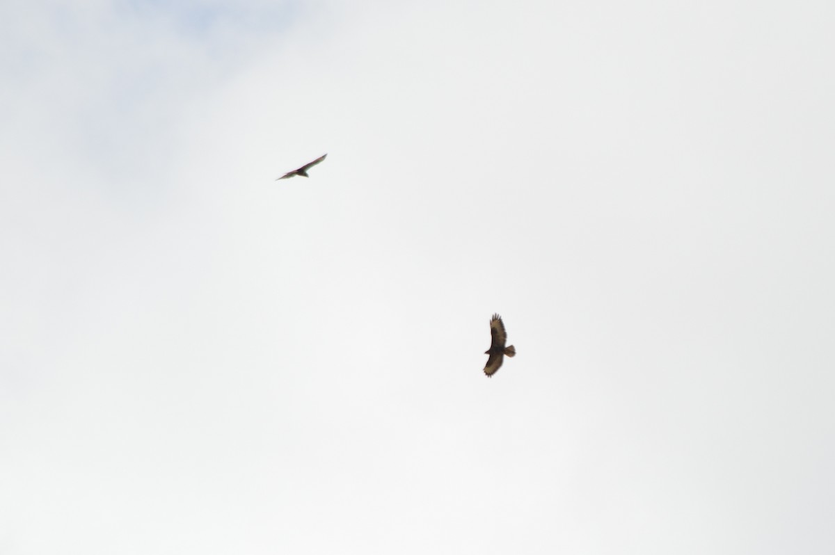 Common Buzzard - ML643868682