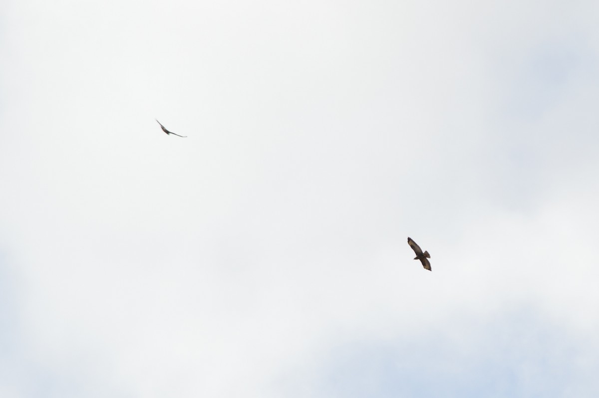 Common Buzzard - ML643868685