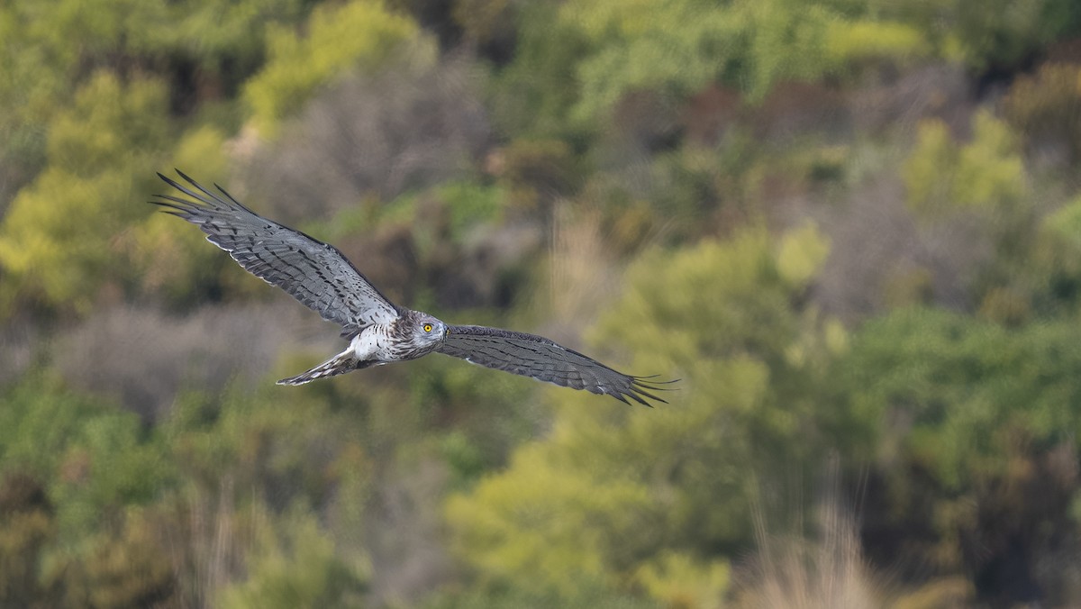 Short-toed Snake-Eagle - ML643868693