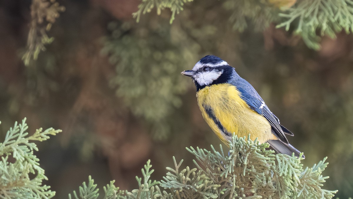 African Blue Tit - ML643868695