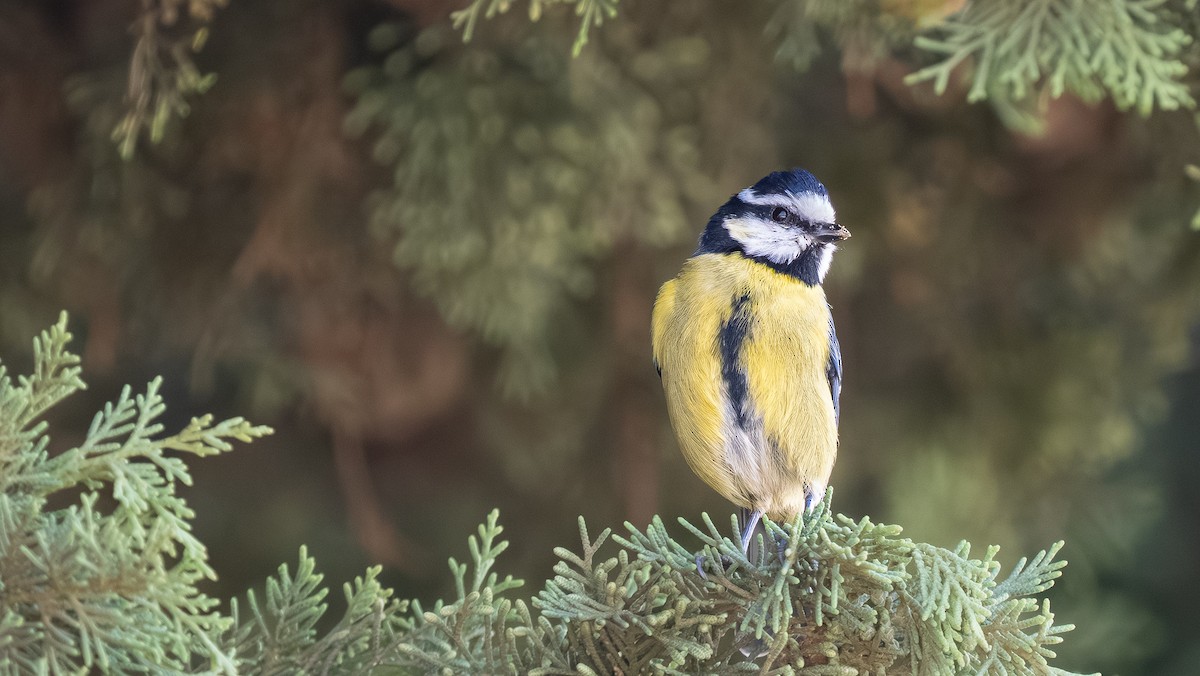 African Blue Tit - ML643868696