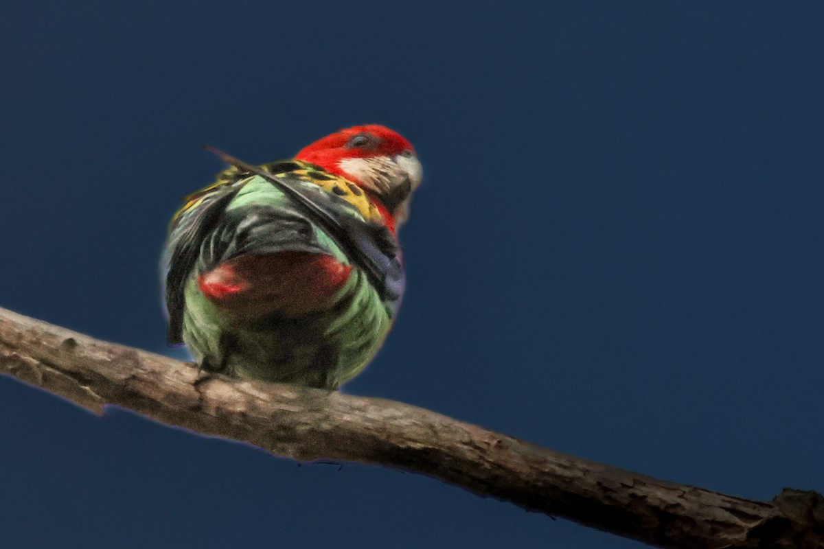 Eastern Rosella - ML643868697
