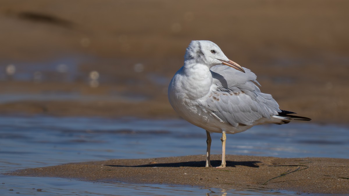 Slender-billed Gull - ML643868703