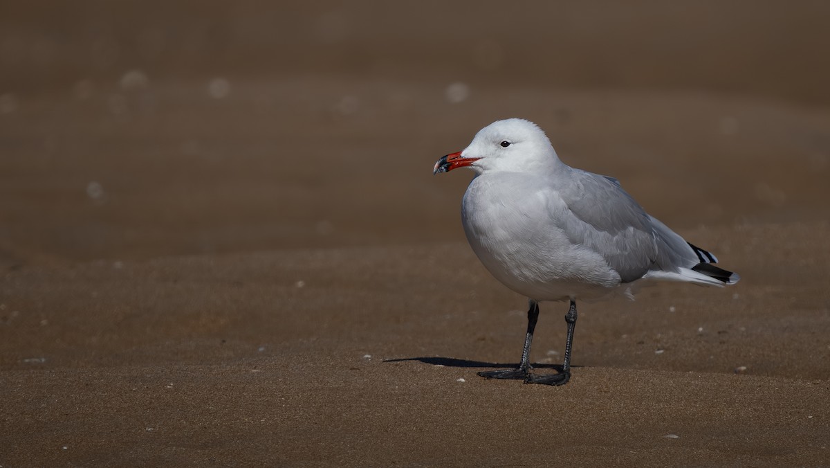 Audouin's Gull - ML643868704