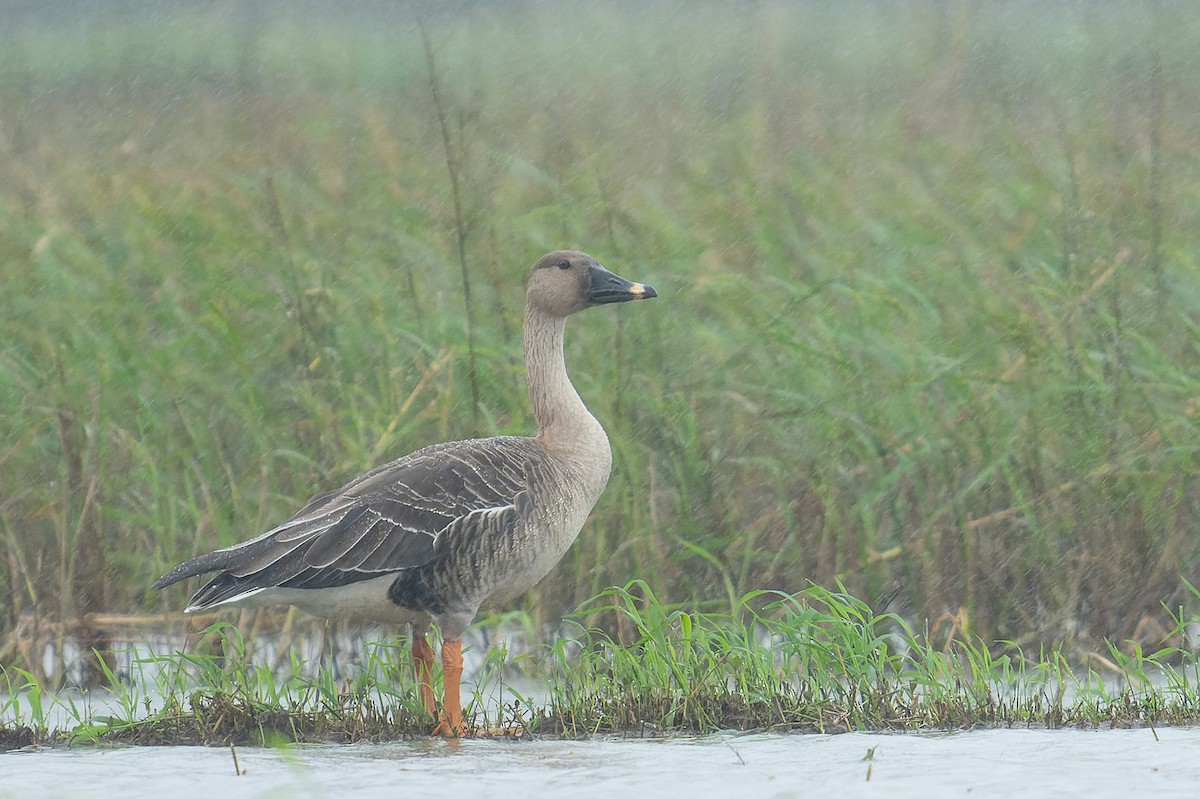 Taiga Bean-Goose - ML643868707