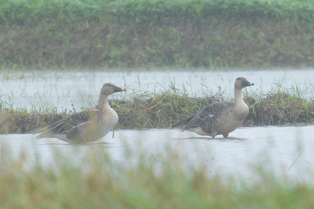 Taiga Bean-Goose - ML643868708
