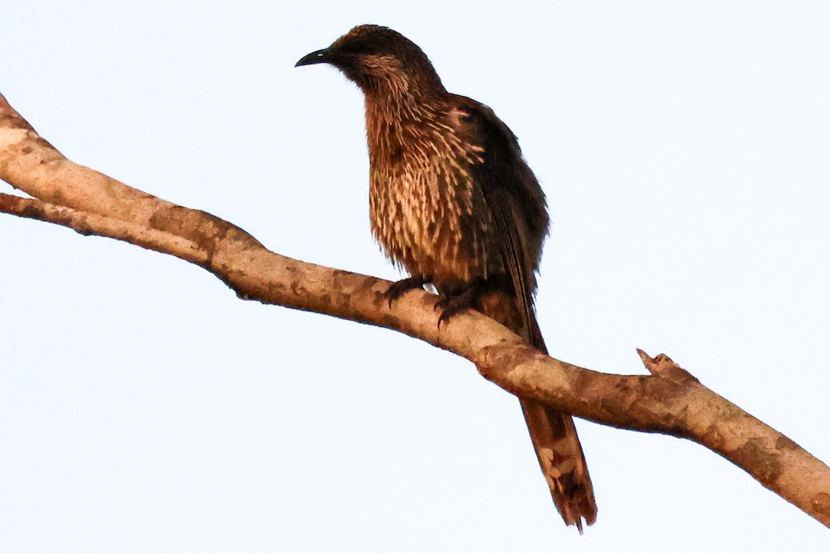 Little Wattlebird - ML643868709