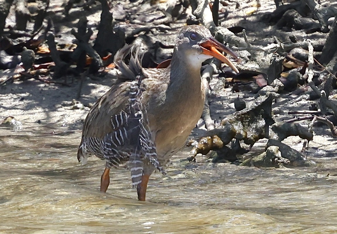 Mangrove Rail (Atlantic) - ML643868710