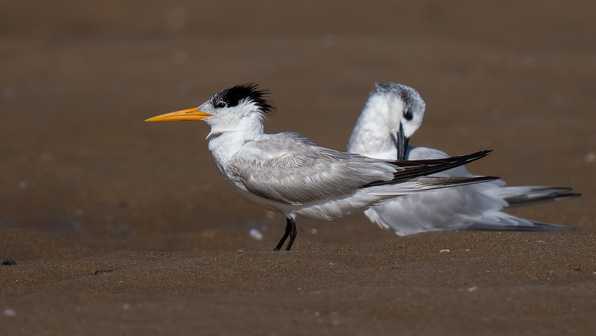 Lesser Crested Tern - ML643868712