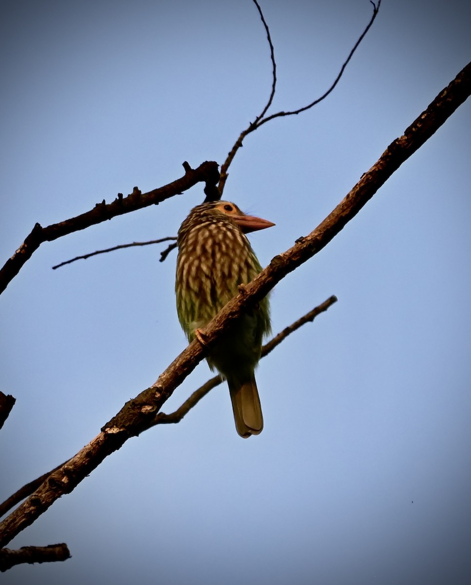 Lineated Barbet - ML643868715