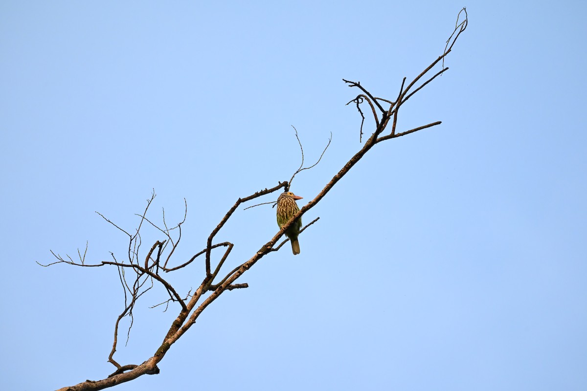 Lineated Barbet - ML643868716