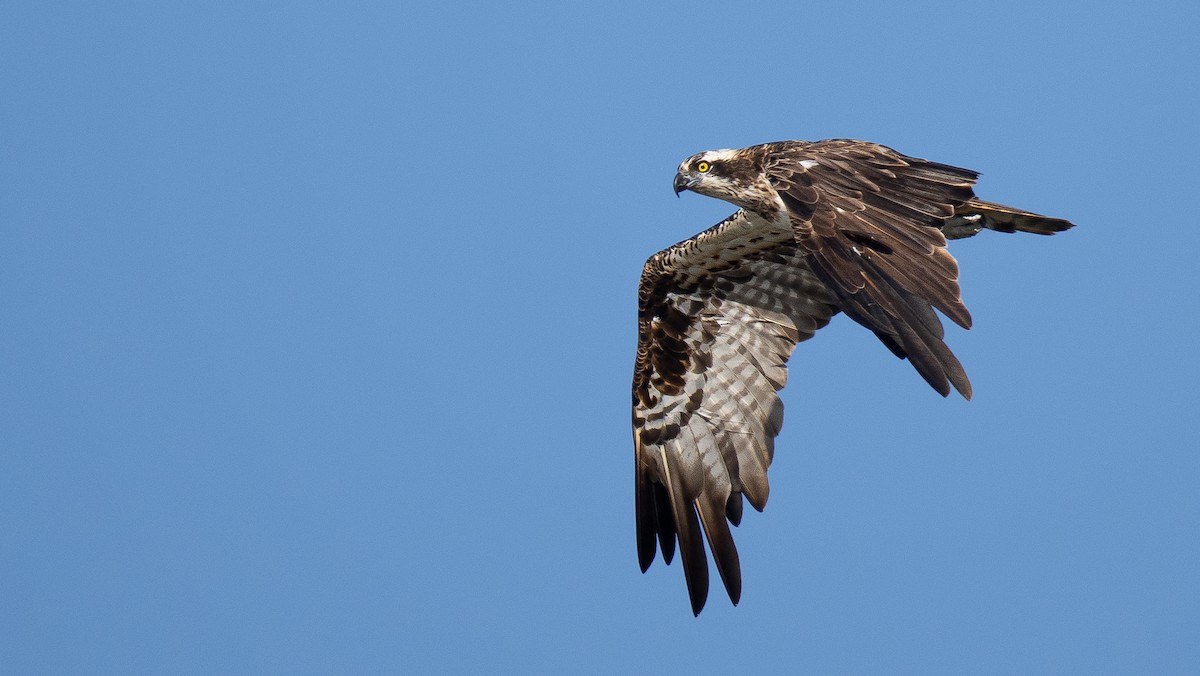 Osprey - ML643868718