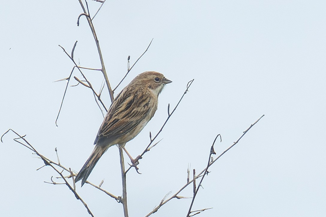 シベリアジュリン - ML643868720