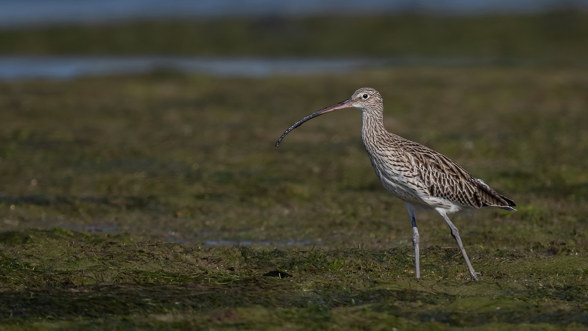 Eurasian Curlew - ML643868724