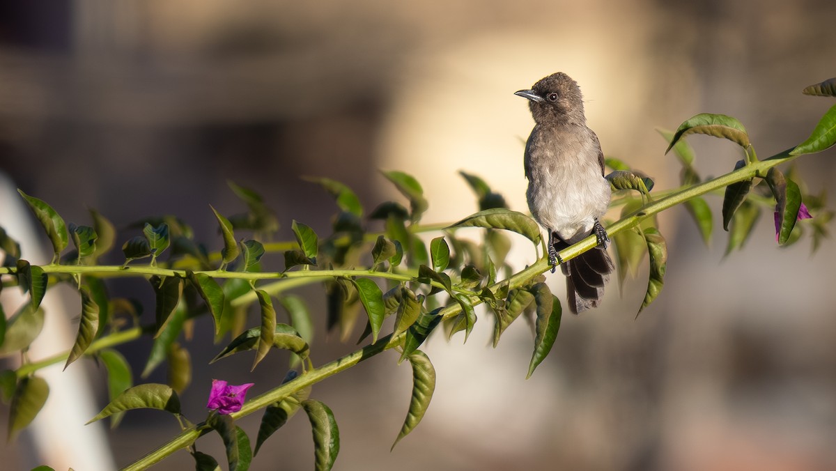 Common Bulbul - ML643868736