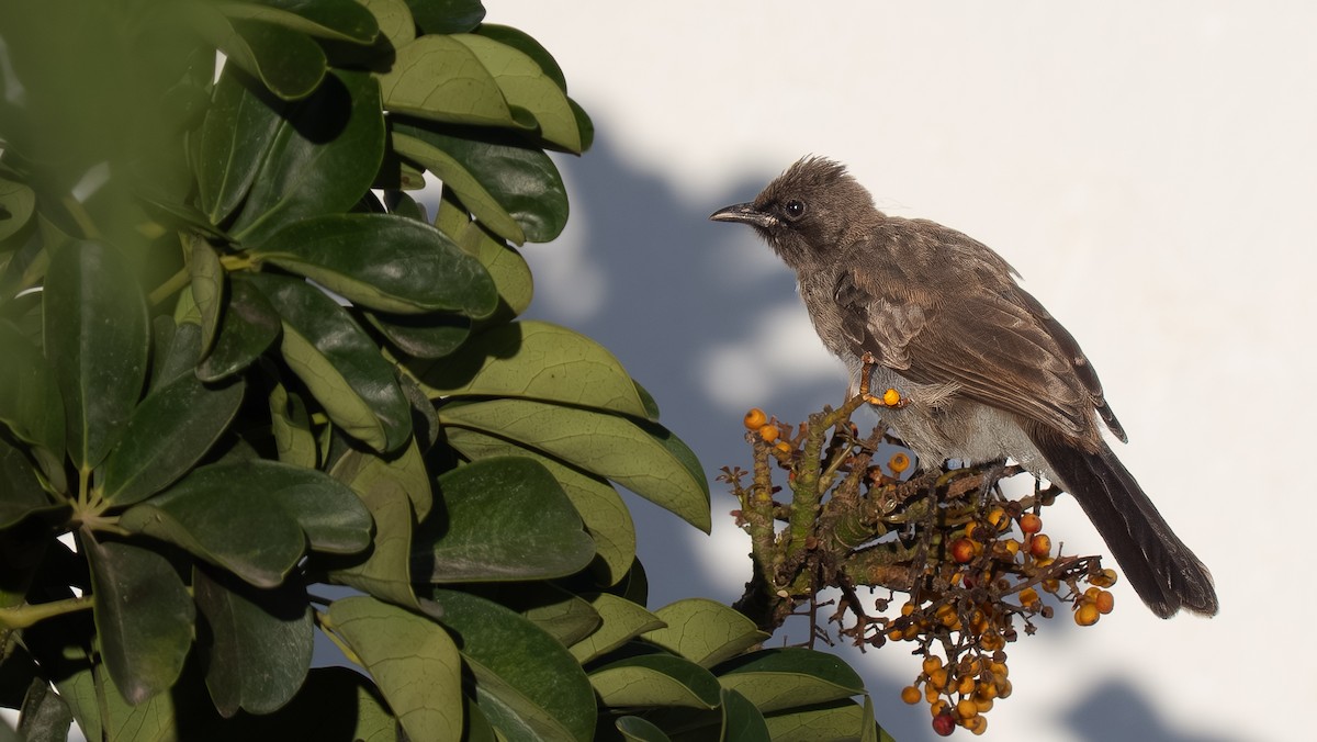 Common Bulbul - ML643868737