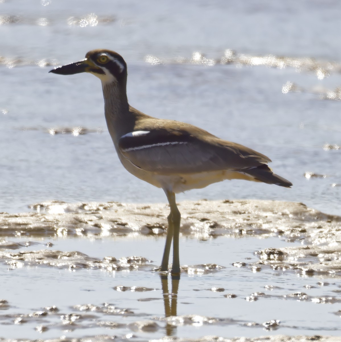 Beach Thick-knee - ML643868743