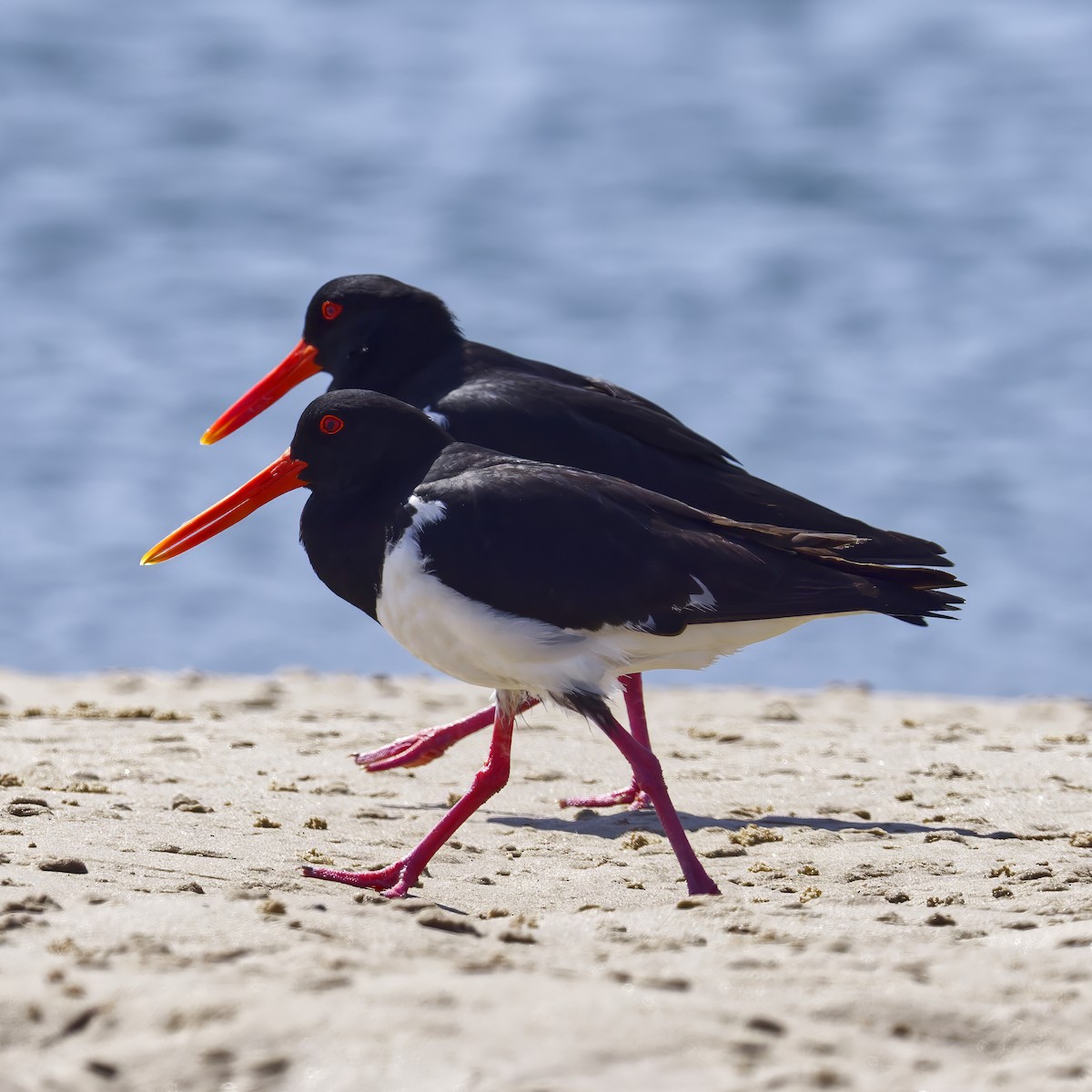 Pied Oystercatcher - ML643868744