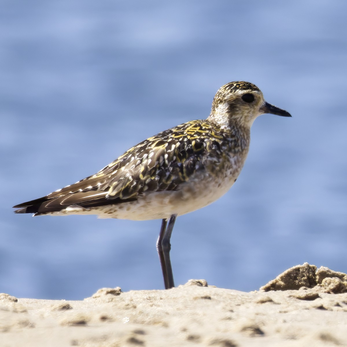Pacific Golden-Plover - ML643868747