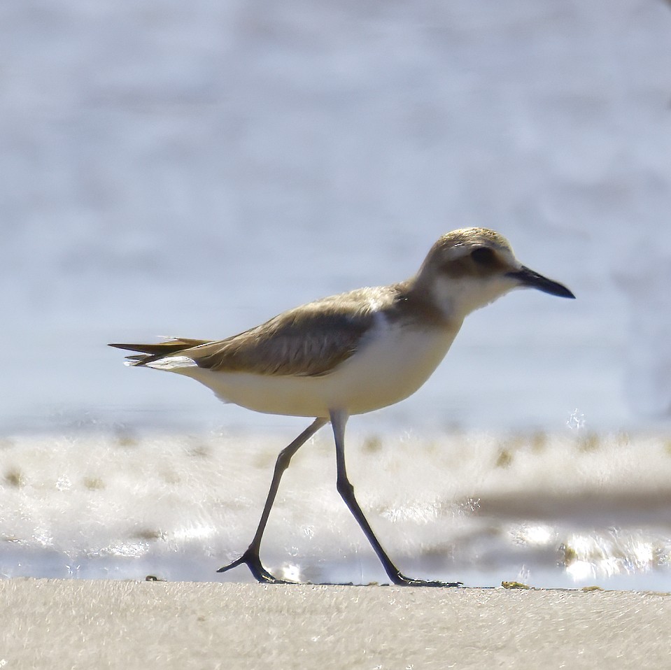 Greater Sand-Plover - ML643868752