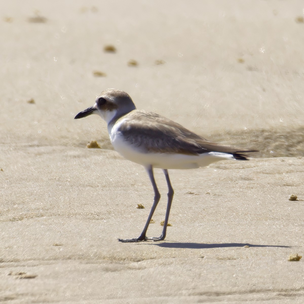Greater Sand-Plover - ML643868753