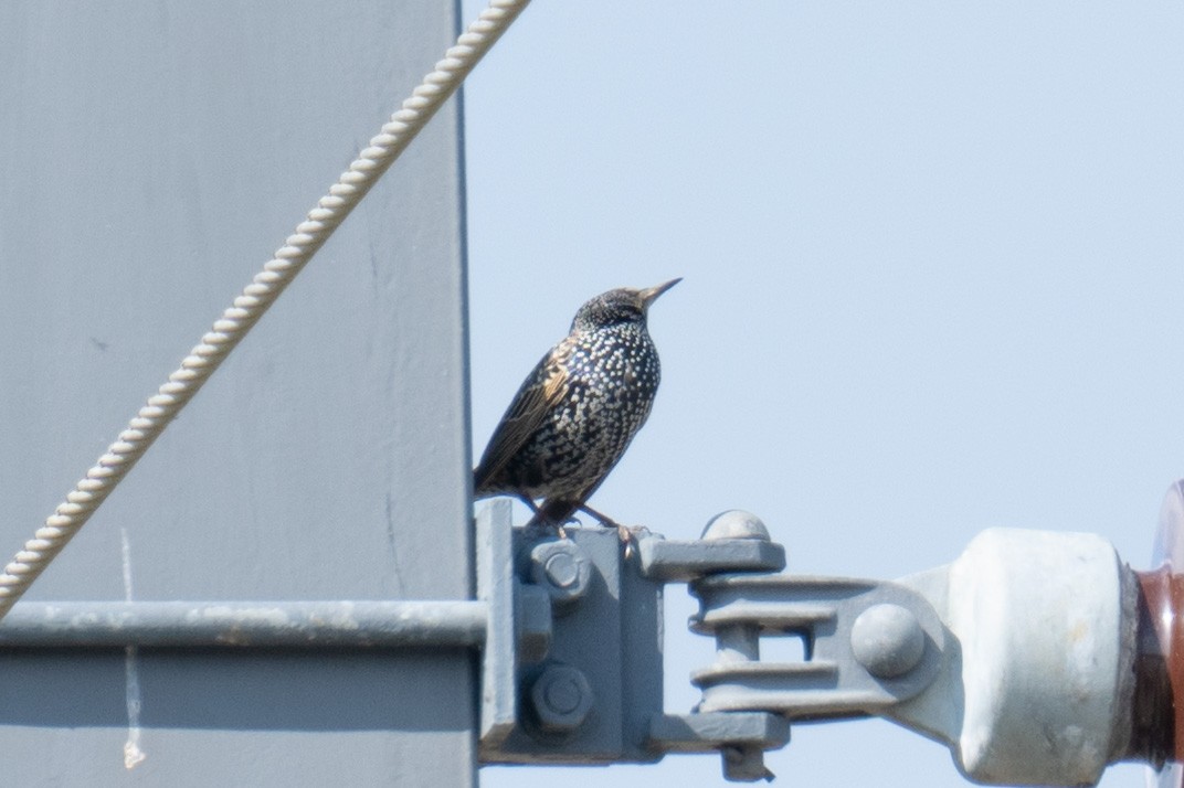 European Starling - ML643868754
