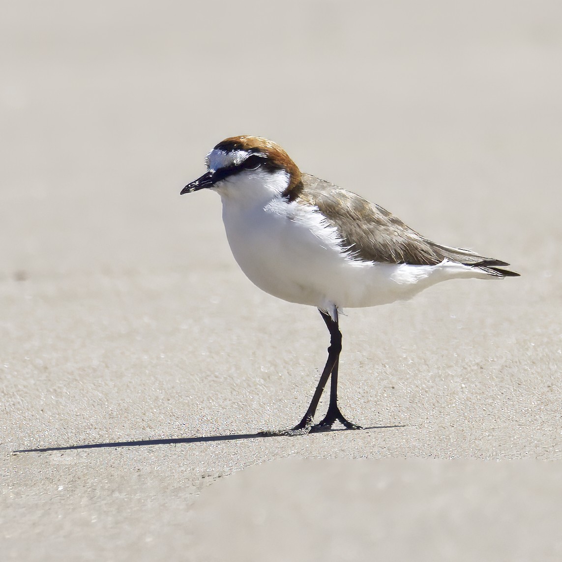 Red-capped Plover - ML643868756