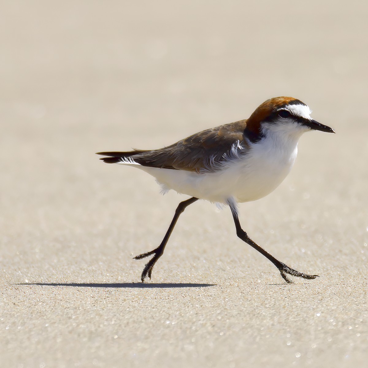 Red-capped Plover - ML643868757
