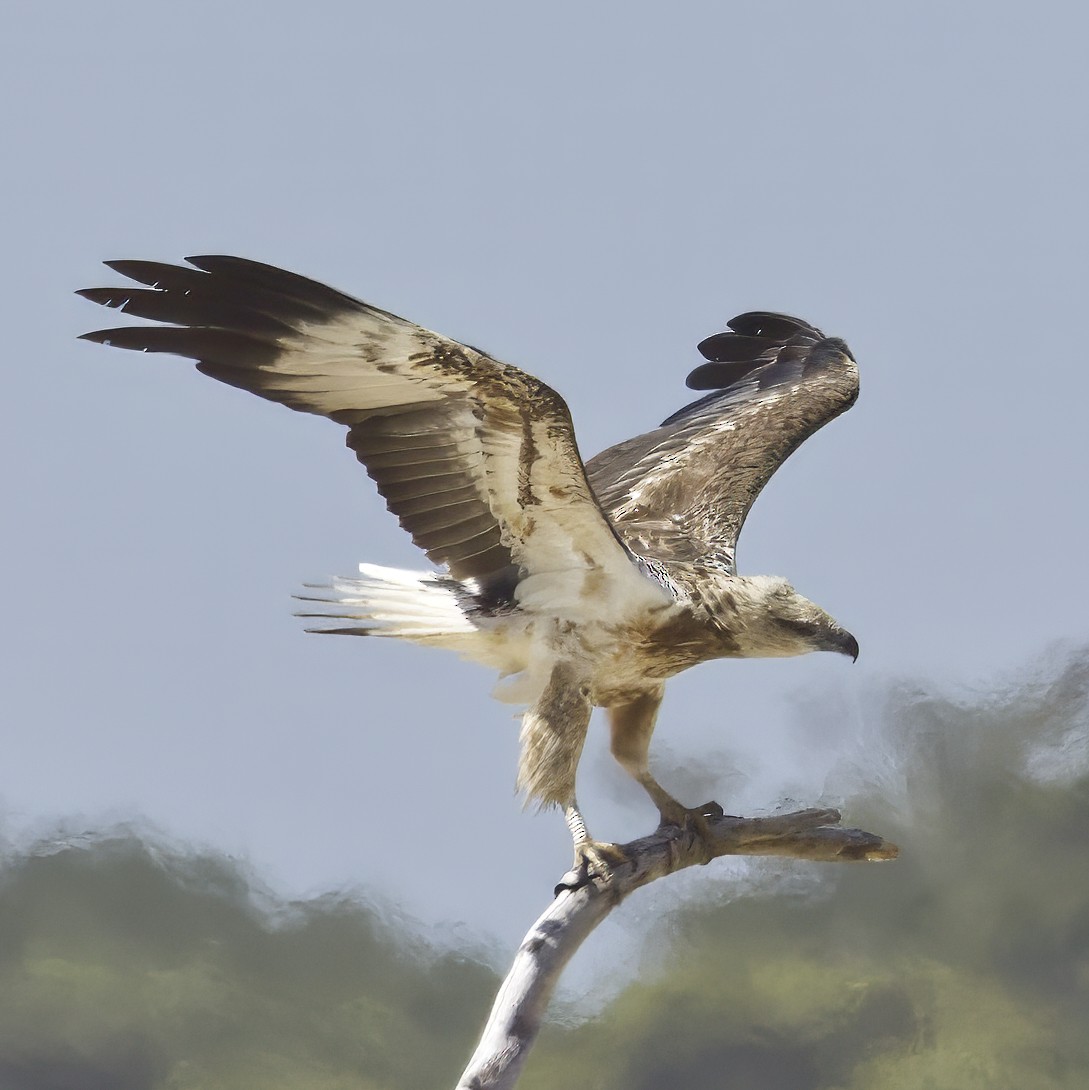 White-bellied Sea-Eagle - ML643868766