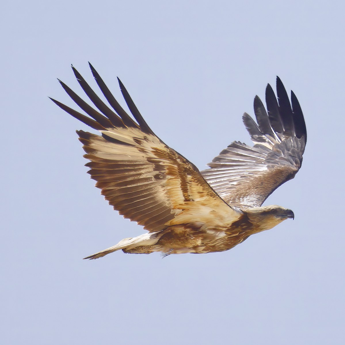 White-bellied Sea-Eagle - ML643868767