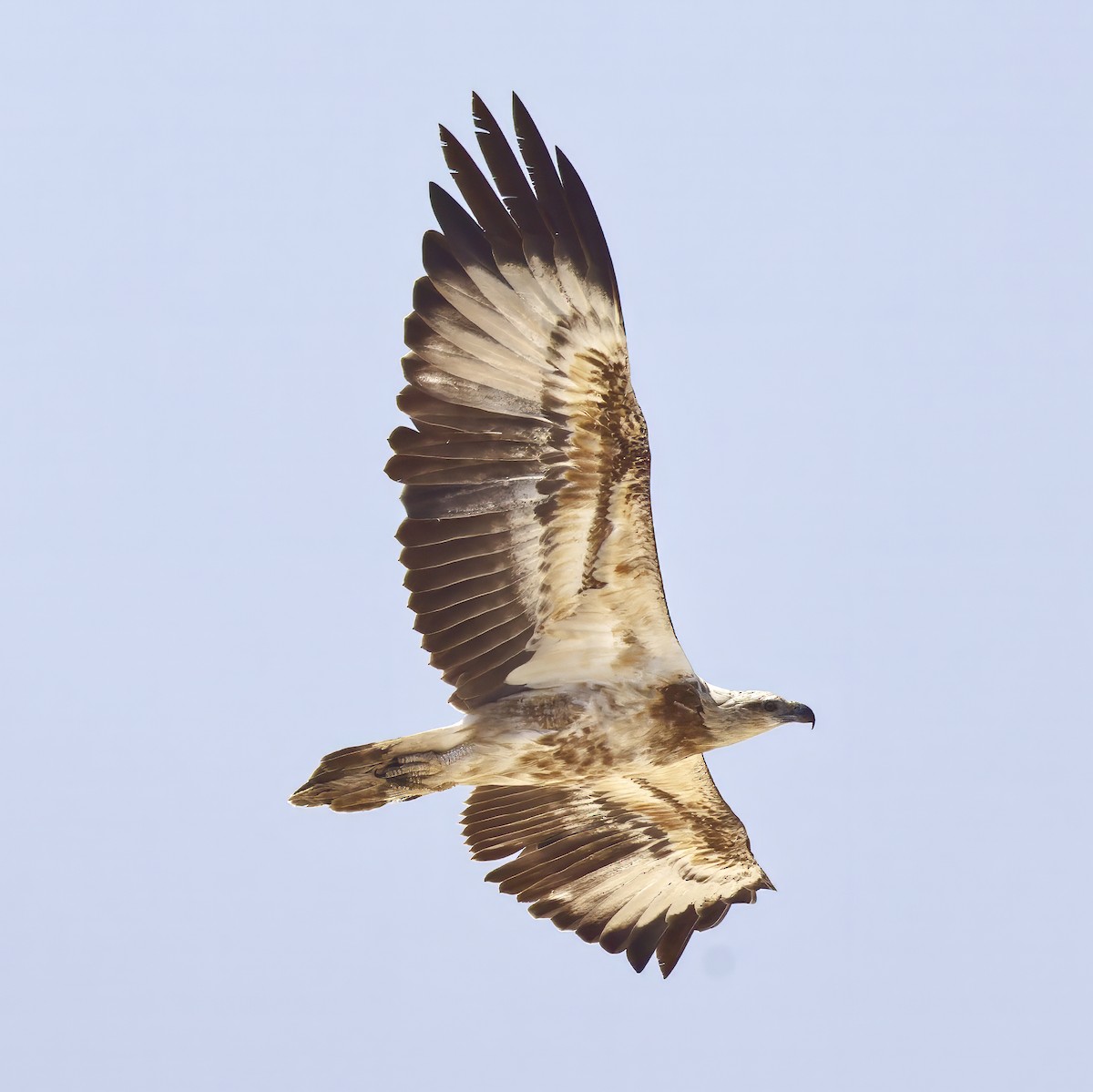 White-bellied Sea-Eagle - ML643868768