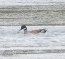 Falcated Duck - ML643868788