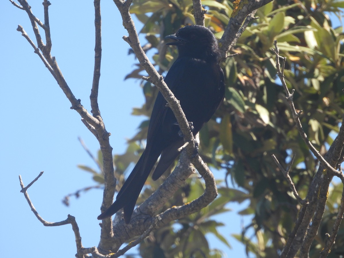 drongo africký - ML643868803