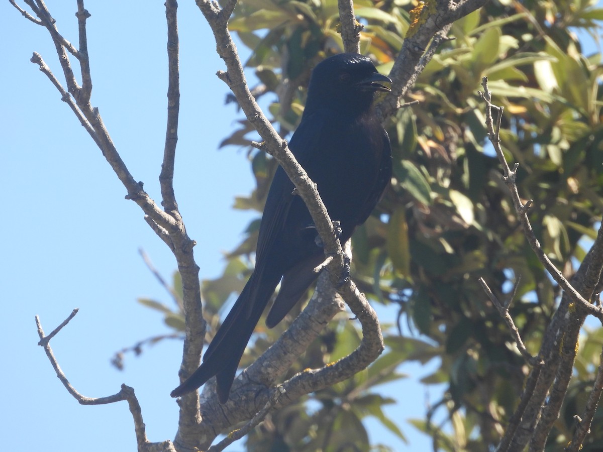 drongo africký - ML643868804