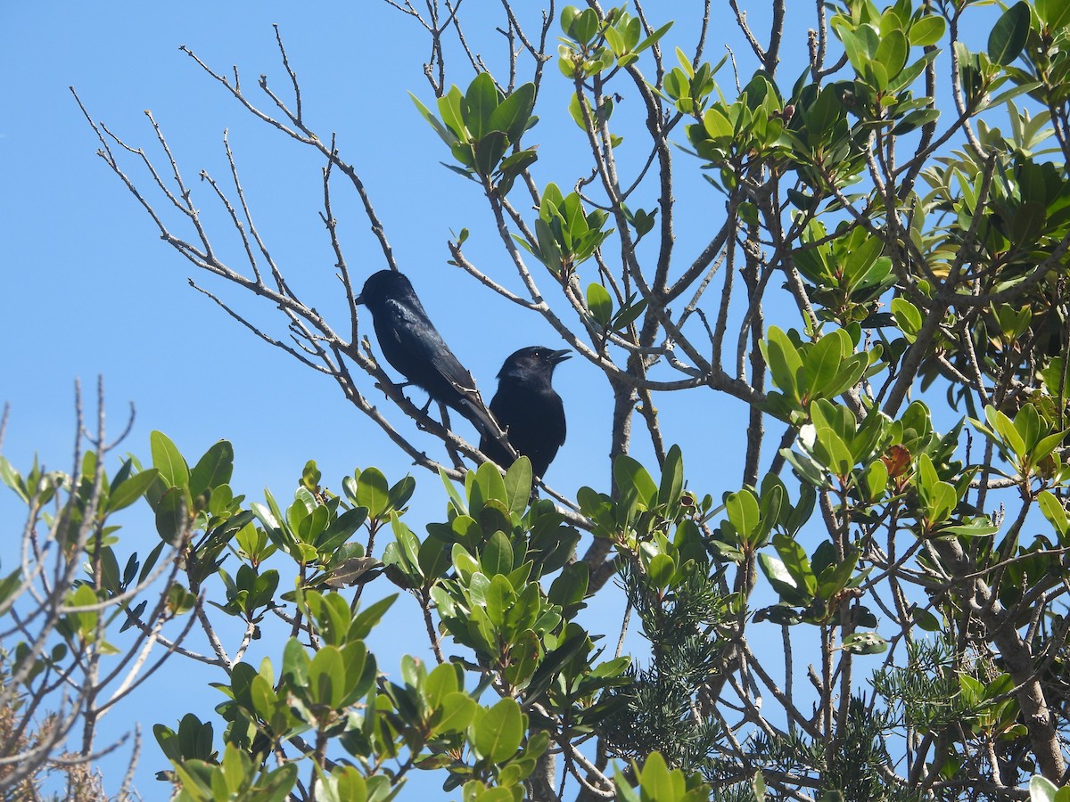 drongo africký - ML643868805