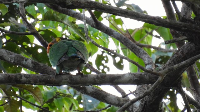 Vulturine Parrot - ML643868835