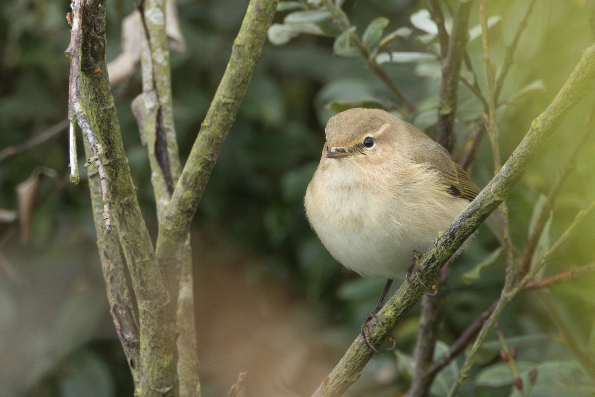 Common Chiffchaff (Siberian) - ML643868851