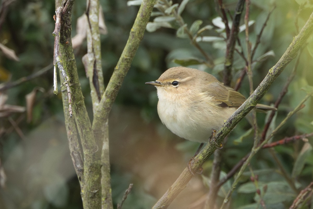 Common Chiffchaff (Siberian) - ML643868852