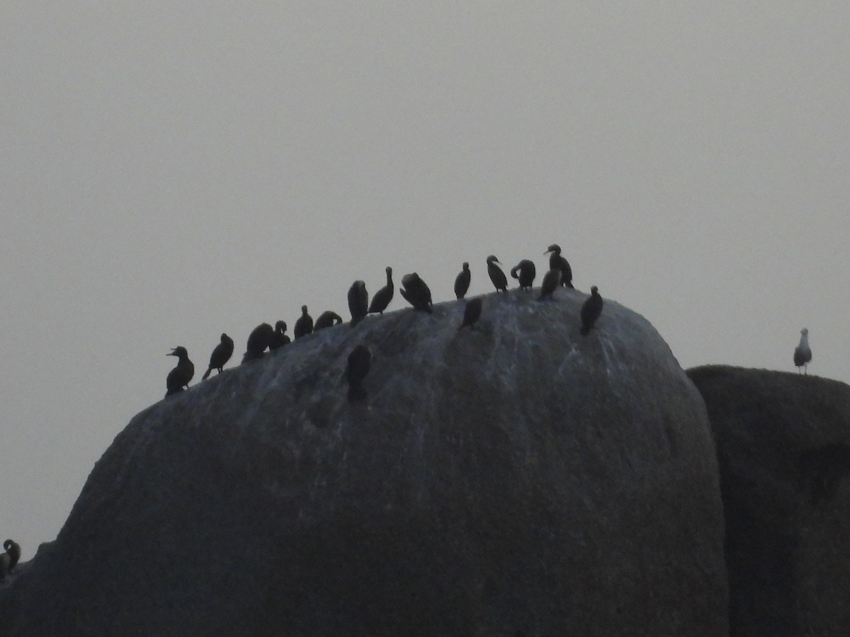 Cape Cormorant - ML643868855