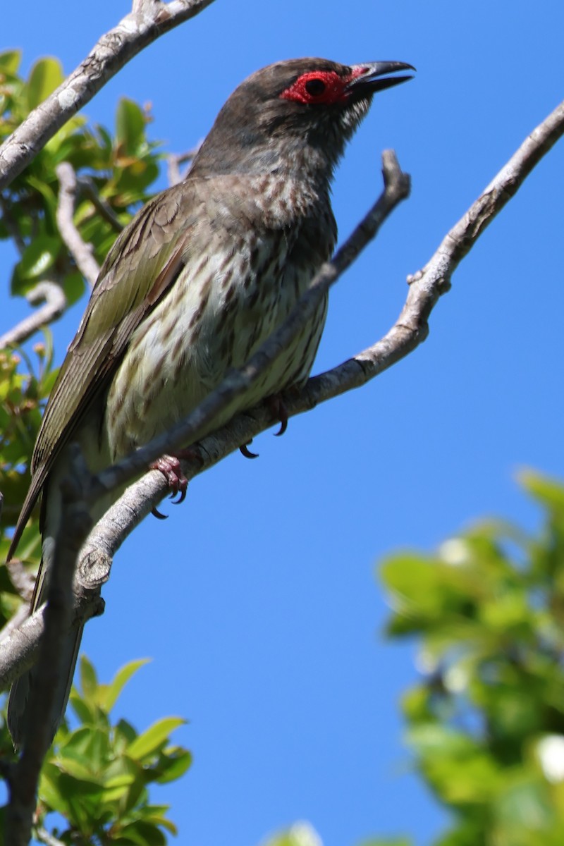 Australasian Figbird - ML643868856