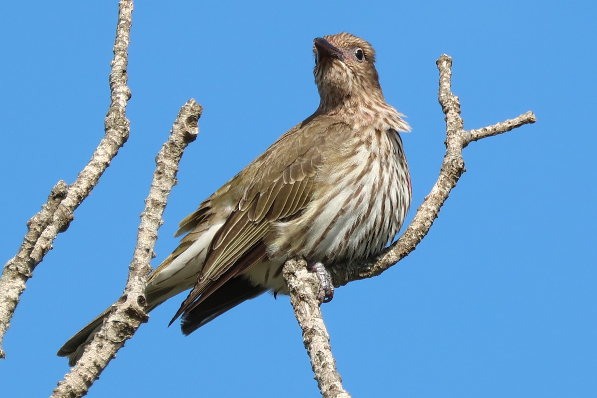 Australasian Figbird - ML643868857