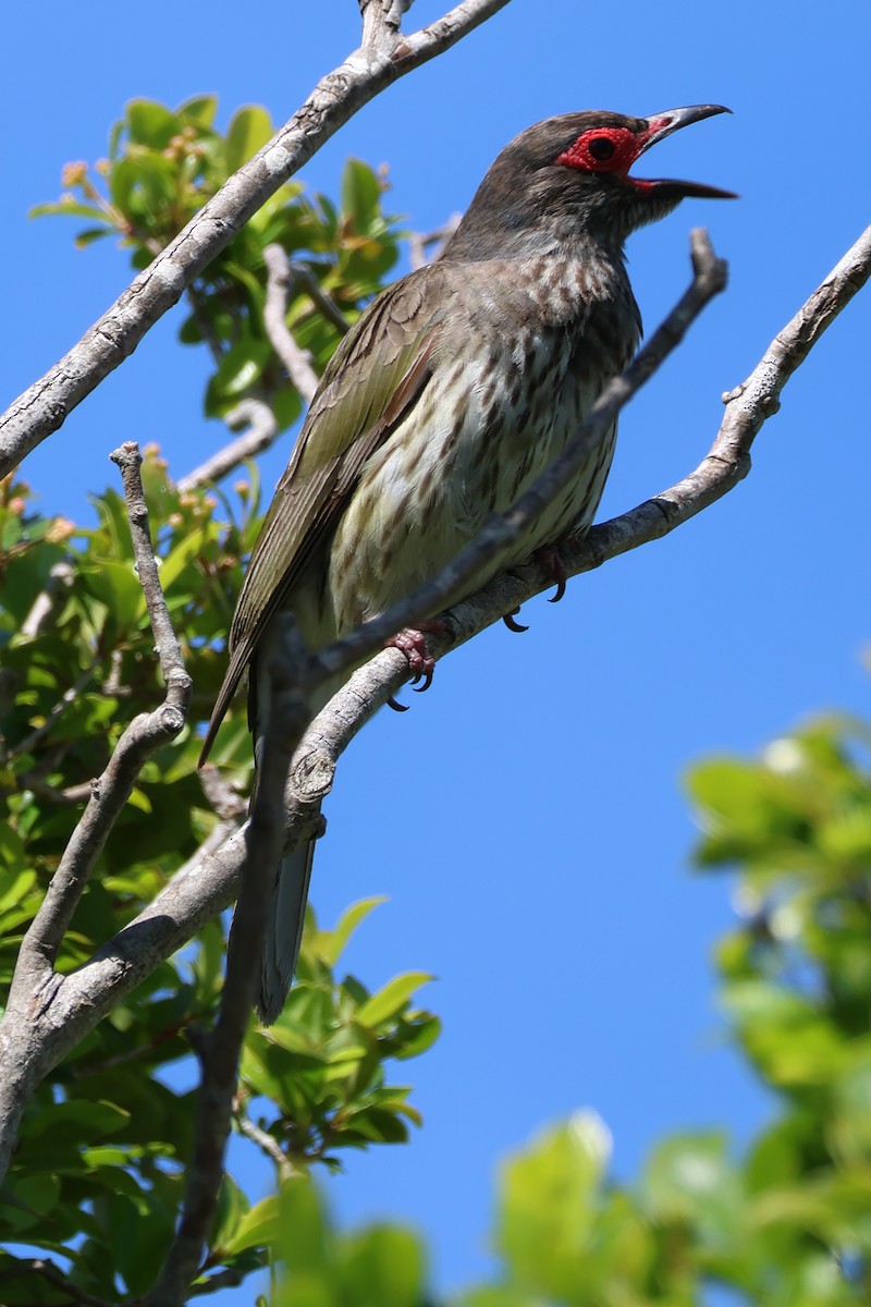 Australasian Figbird - ML643868858