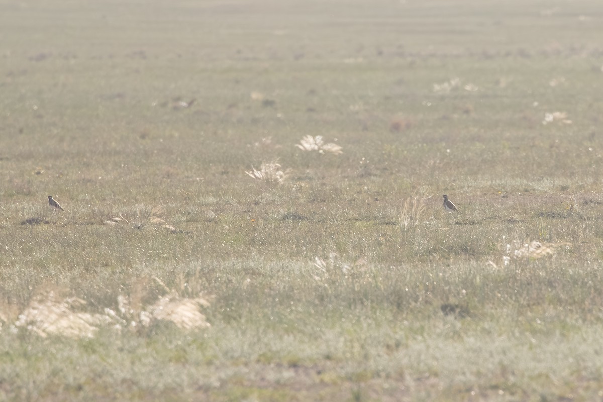 Banded Lapwing - ML643868870