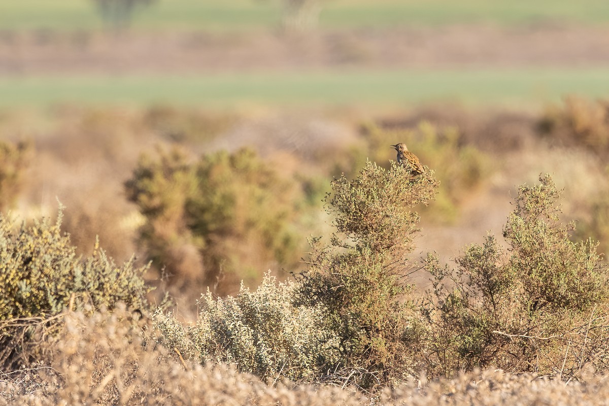 Brown Songlark - ML643868874